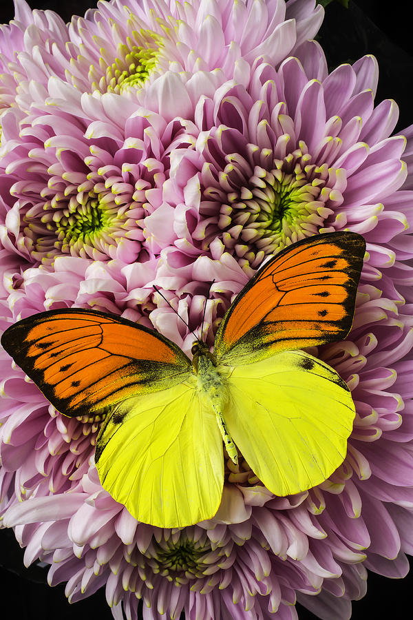 Spider Photograph - Pink Mums Yellow And Orange Butterfly by Garry Gay