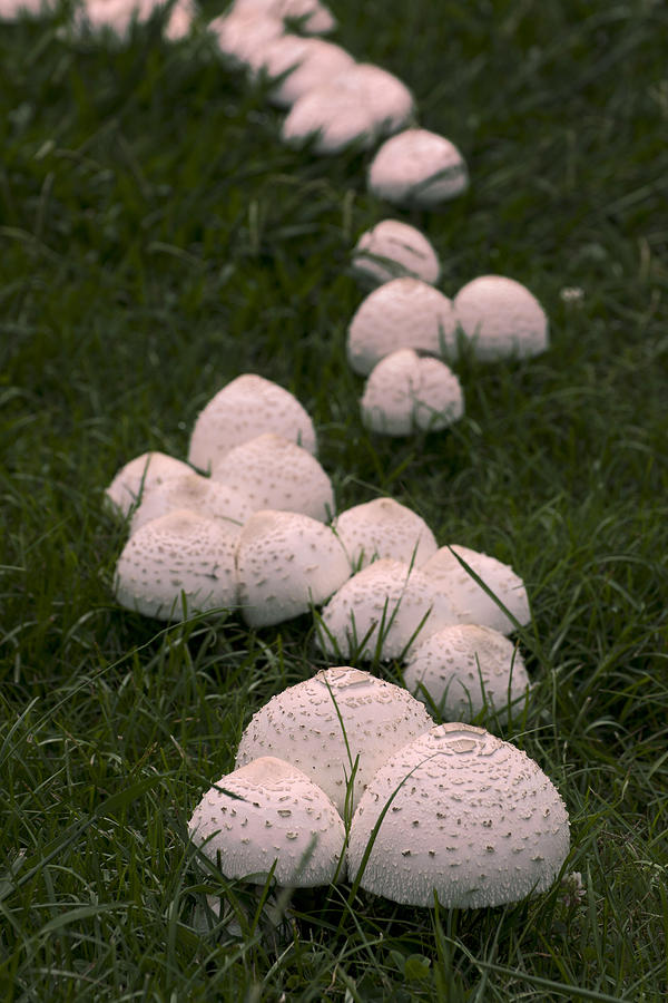 Pink Mushrooms Oh My Photograph by John Harmon