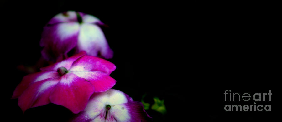 Pink N White Flowers Photograph By Robin Lynne Schwind Fine Art America 3713