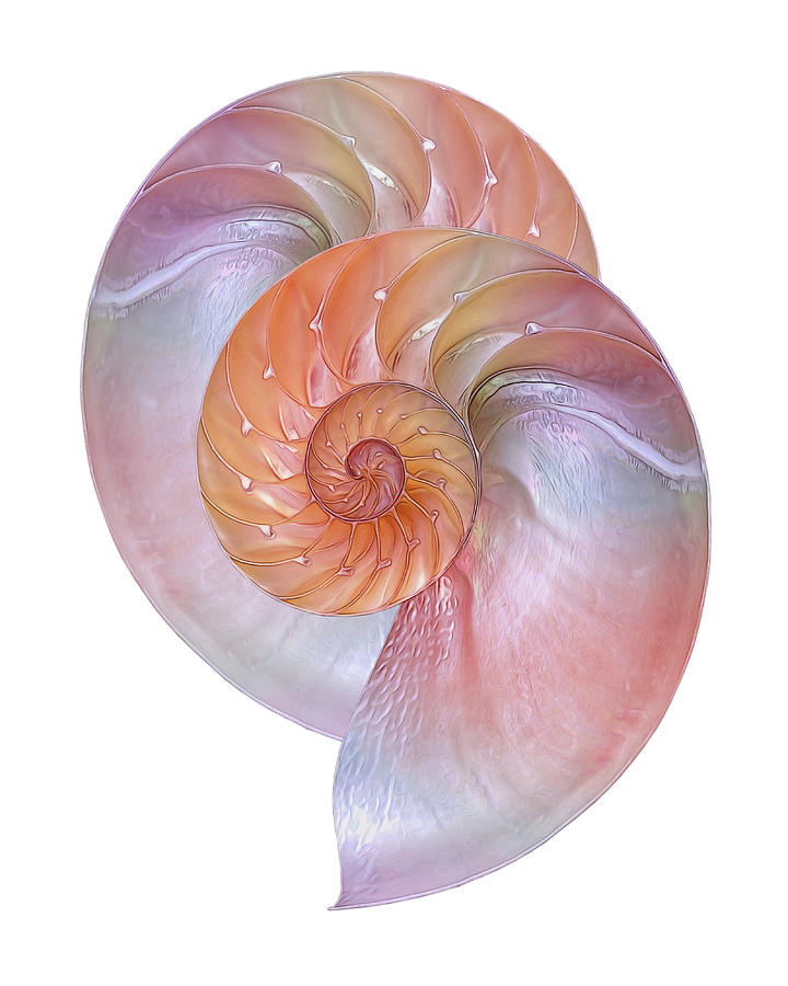 Nature Photograph - Pink Nautilus Pair On White by Gill Billington