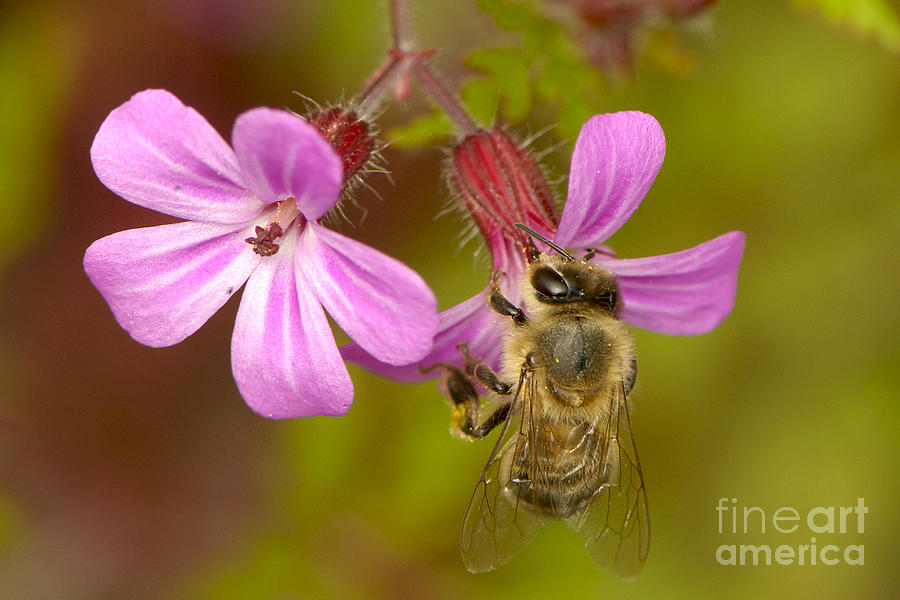Pink Nectar Photograph by Sharon Talson