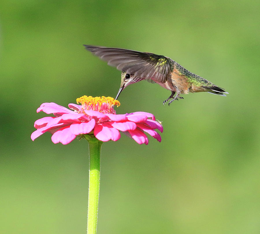 Pink Nectar Photograph by Steve McKinzie