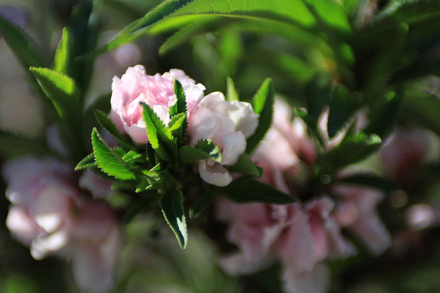 Pink Nectarine Photograph by Jerry King | Fine Art America