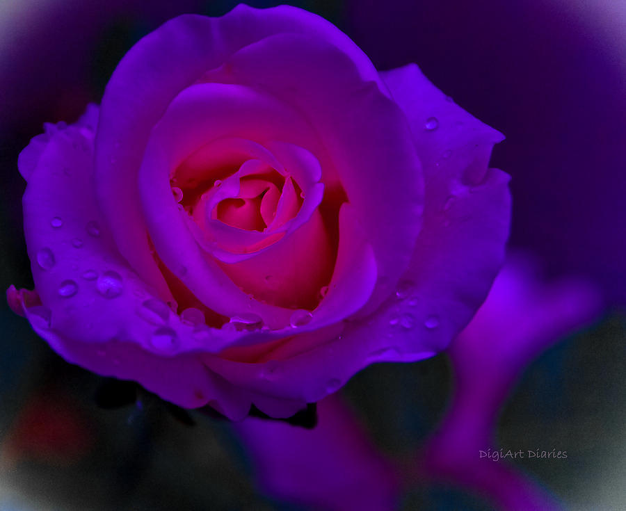 Pink Neon Rose Photograph by DigiArt Diaries by Vicky B Fuller - Pixels