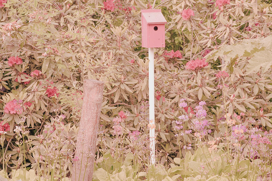 Pink Nesting Box Photograph by Bonnie Bruno