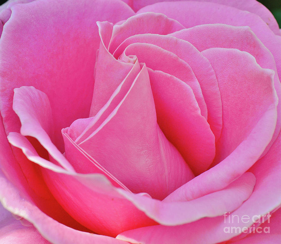 Pink of Pinks Photograph by Debby Pueschel