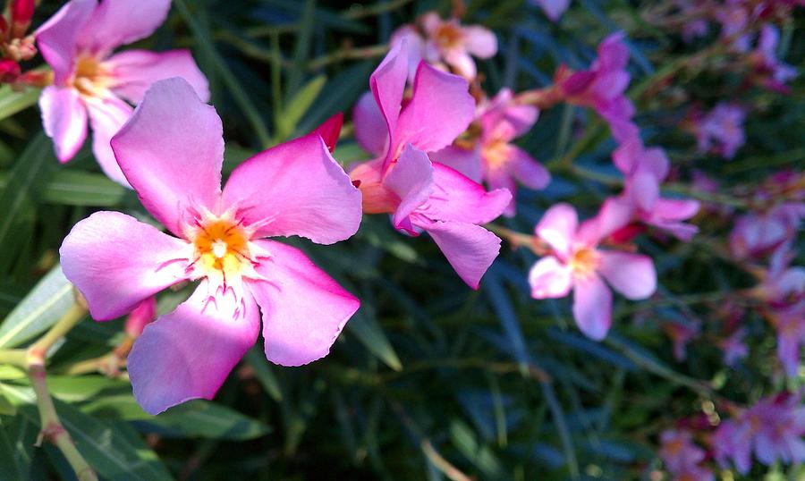 Pink Oleander Photograph by Adam Johnson