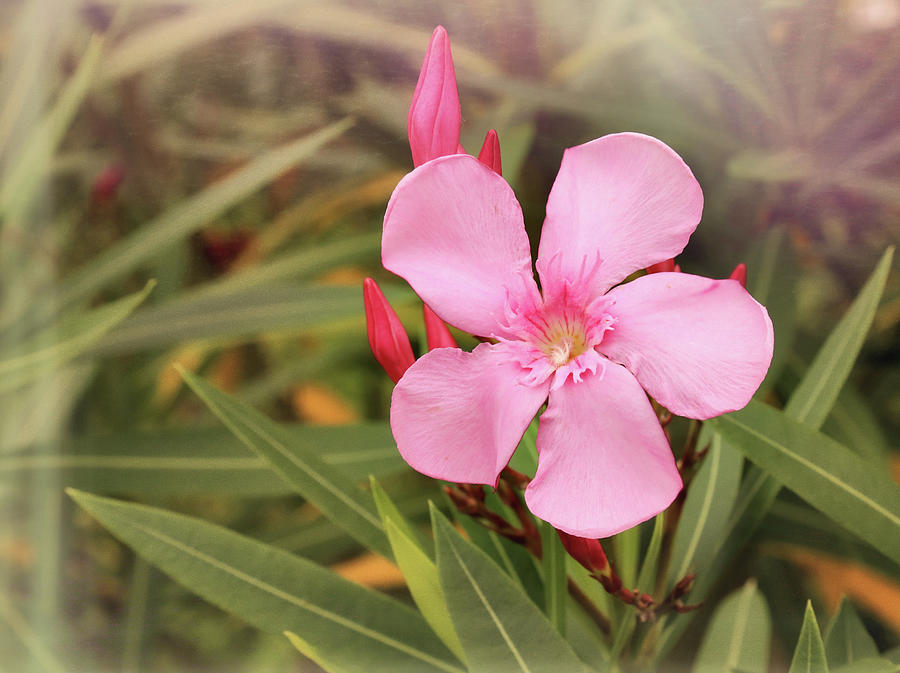 Pink Oleander Cool Mist Photograph by Judy Vincent