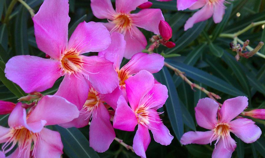 Pink Oleander Flowers Photograph by Adam Johnson