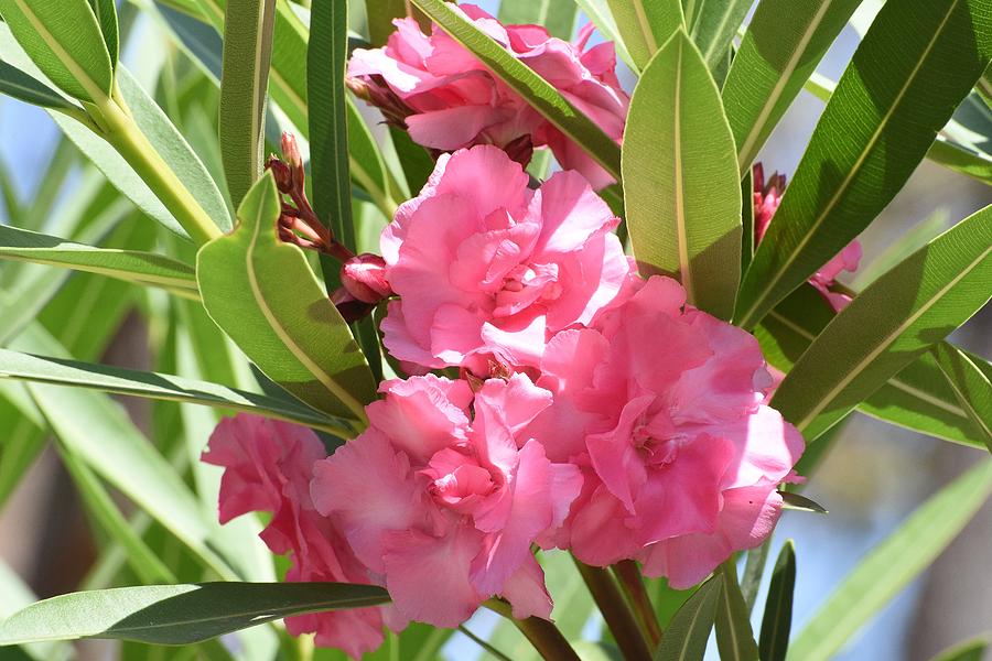 Spring Photograph - Pink Oleander I by Linda Brody