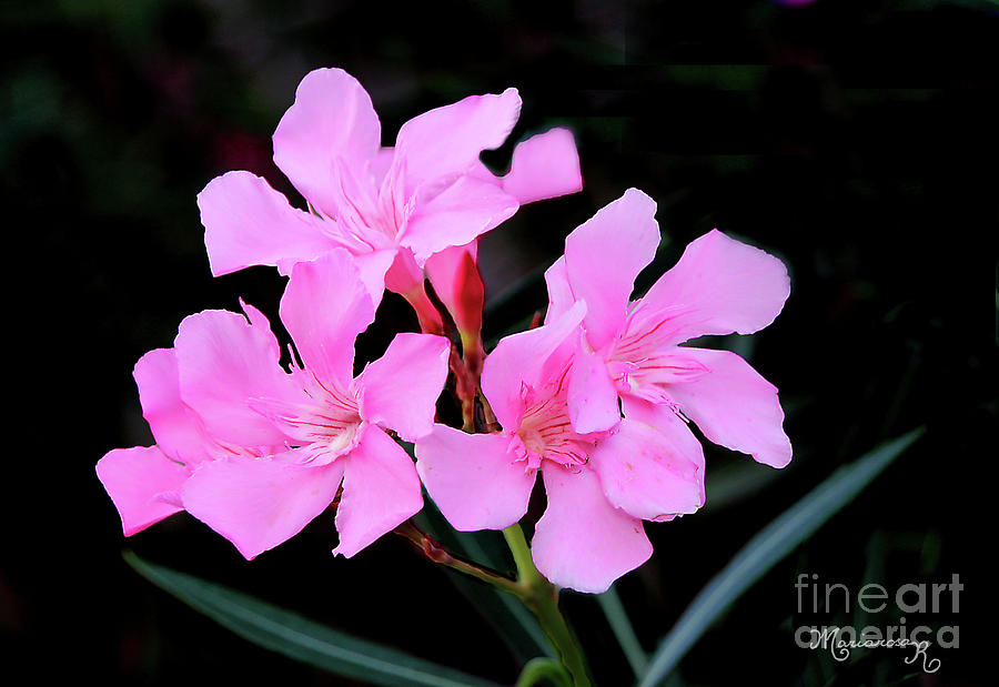 Pink Oleander Photograph by Mariarosa Rockefeller