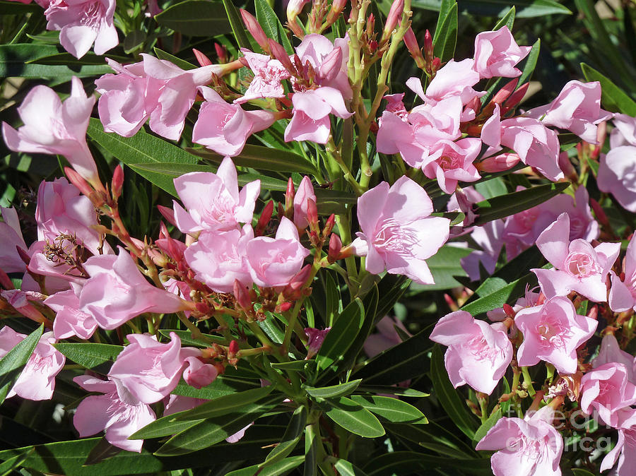 Pink Oleander Photograph by Methune Hively - Pixels