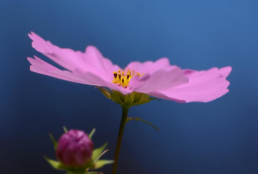 Pink On Blue Photograph by Fraida Gutovich