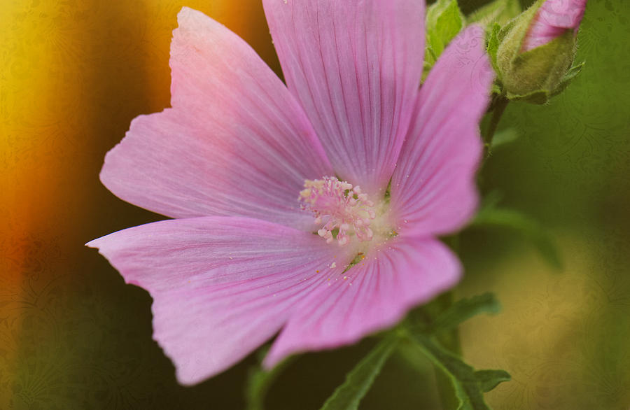 Nature Photograph - Pink on Green Brocade by Rachel Cohen