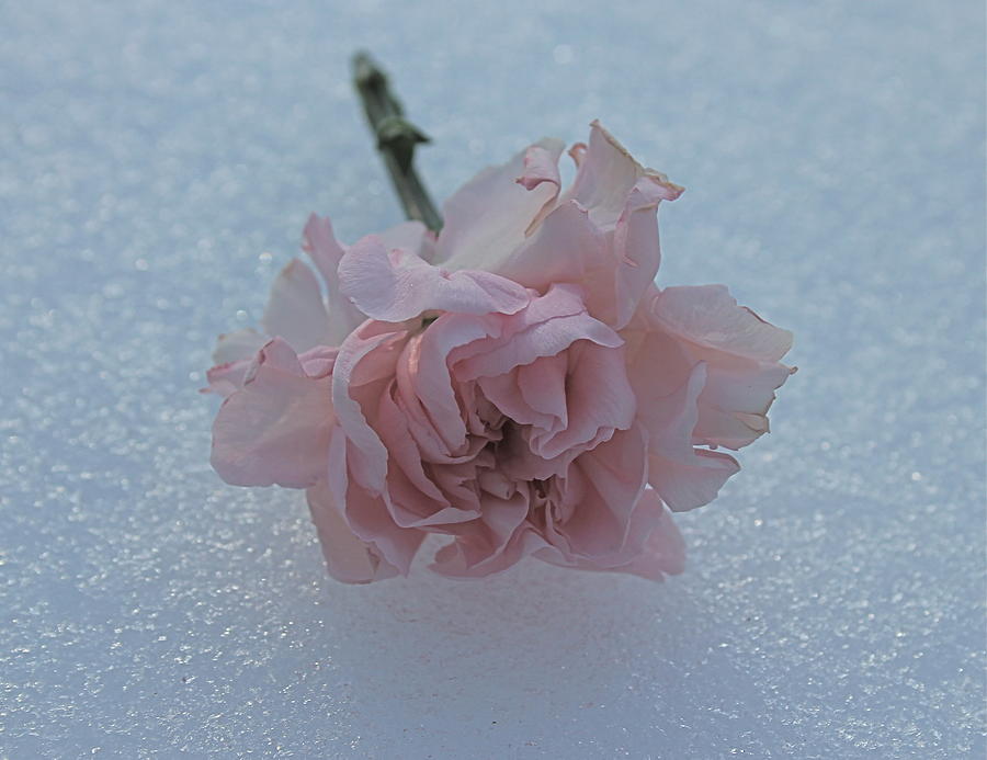 Pink On Ice  Photograph by Floral Notes  By D