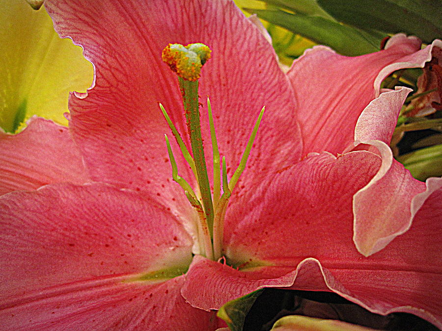 Flower Photograph - Pink on Pink Lily 2 by Bonita Brandt