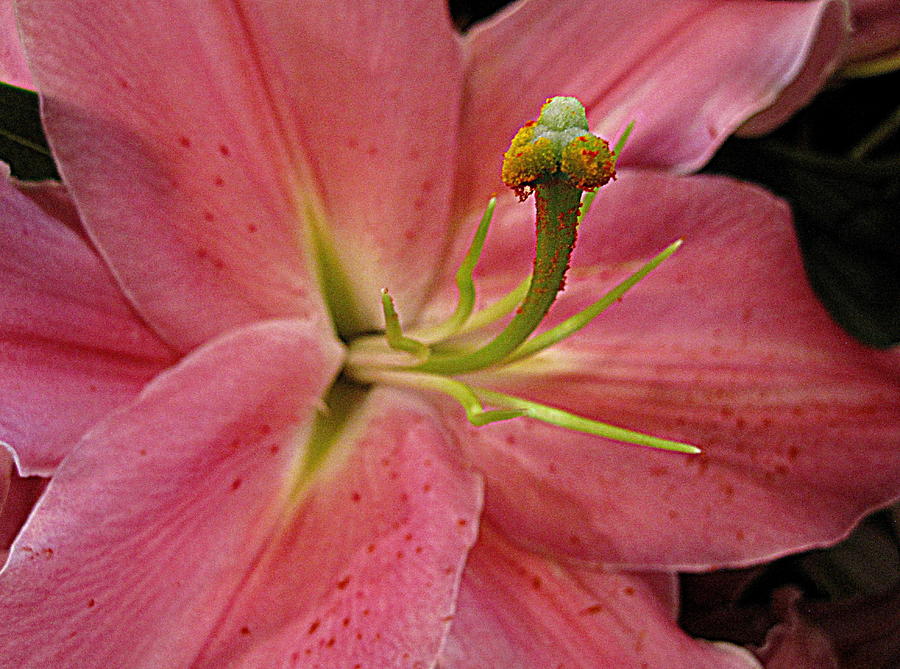 Flower Photograph - Pink On Pink Lily by Bonita Brandt