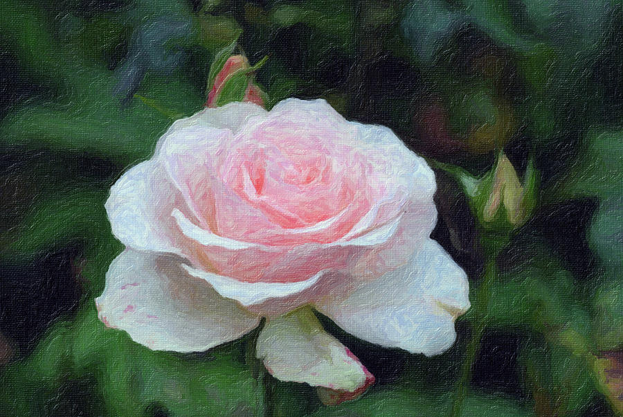 Pink on Pink Rose  Mixed Media by Don Wright