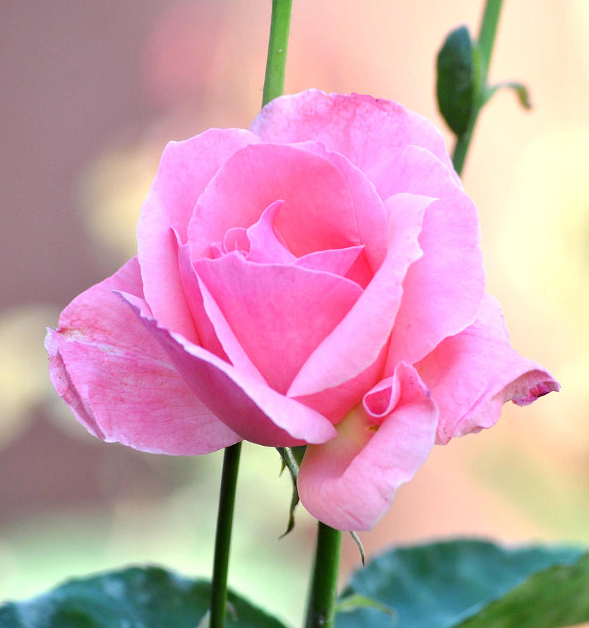 Pink On Pink Rose Photograph by Jay Milo - Fine Art America