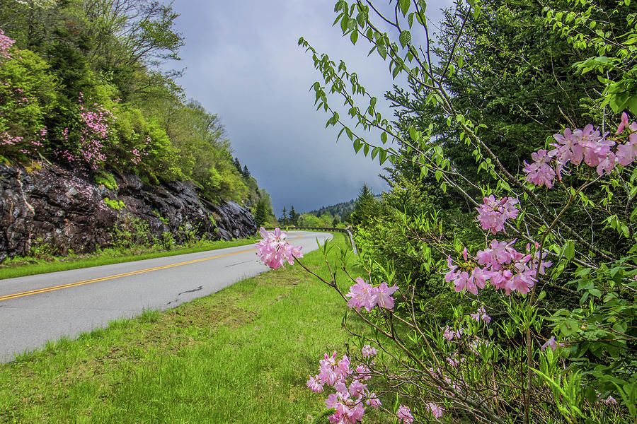 Pink on the Parkway Photograph by Dana Foreman