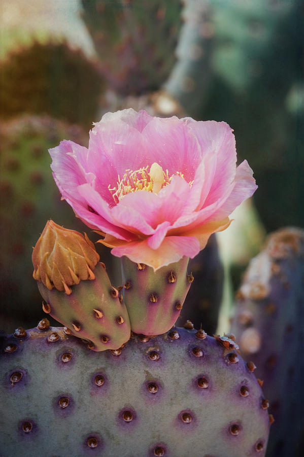 Pink Opuntia Bloom  Photograph by Saija Lehtonen