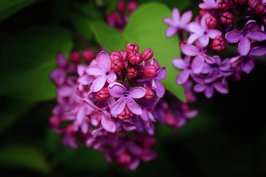 Pink or Purple Lilacs - You Decide Photograph by Joni Eskridge