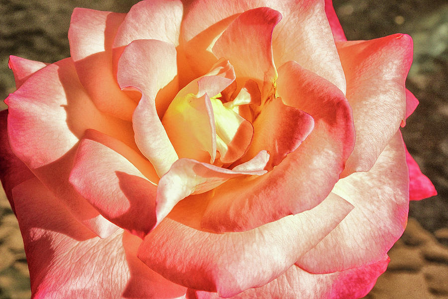 Pink Orange Yellow Rose I  Photograph by Linda Brody