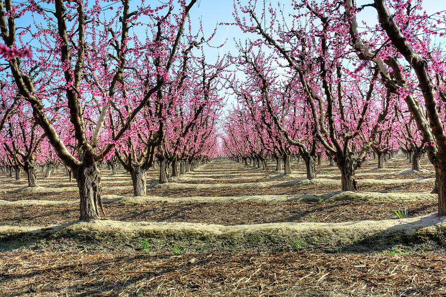 Pink Orchard in bloom Photograph by Joan Baker
