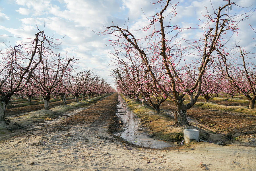 Pink Orchard Photograph by Joan Baker
