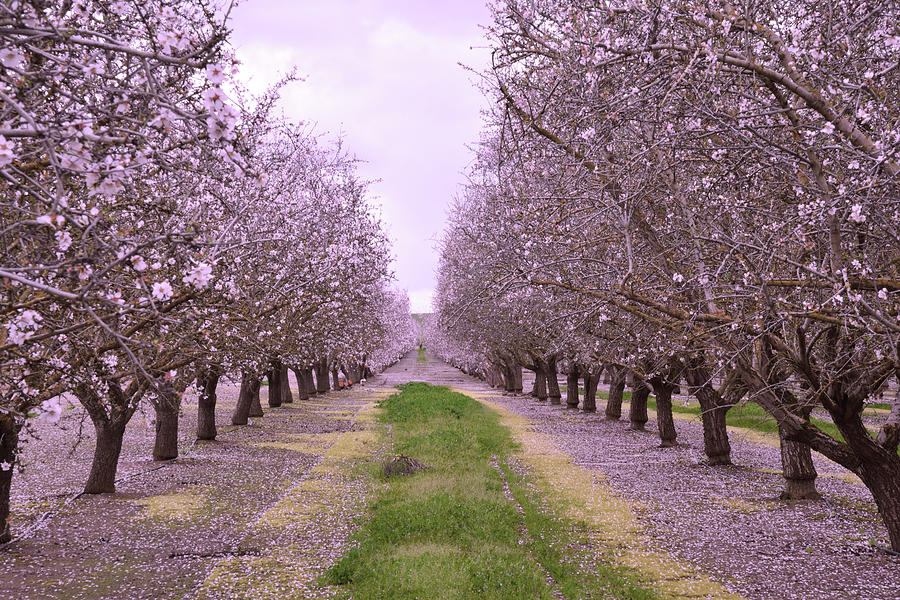Pink Orchard Trees Photograph by Kathy Yates