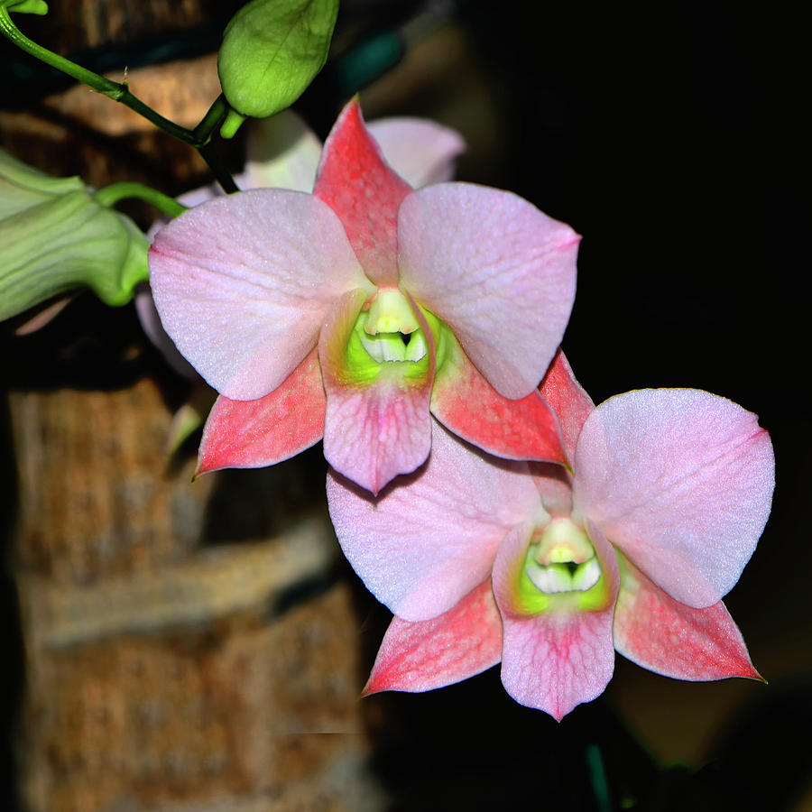 Orchid - Dendrobium Sirin Beauty 002 Photograph by George Bostian