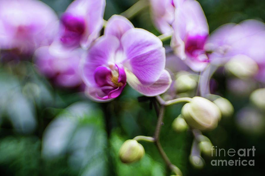 Pink Orchid 1 Photograph by Jill Greenaway