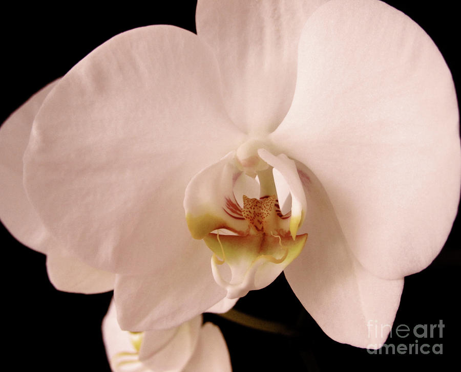 Pink orchid Photograph by Heidi De Leeuw