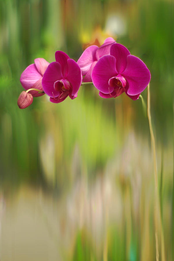 Pink Orchid Abstract Photograph by Suzanne Powers