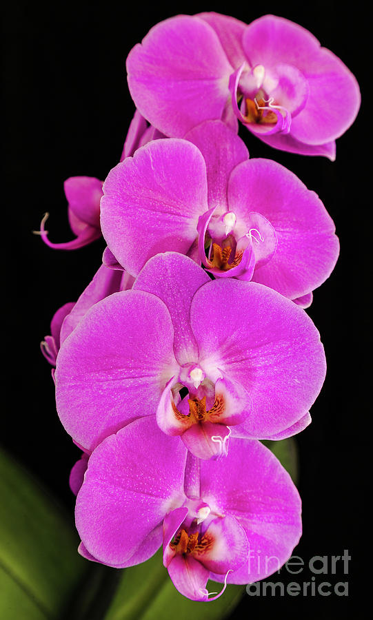 Pink orchid against a black background Photograph by Andy Myatt