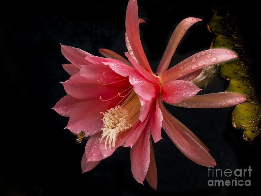 Pink Orchid Cactus Flower Photograph by Inge Riis McDonald