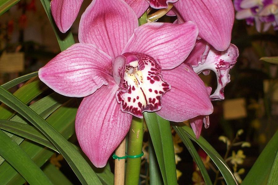 Pink Orchid California Orchid Society Photograph by Marlene Puza