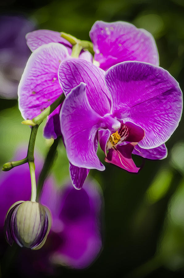 Pink Orchid Photograph by Christina Wells - Fine Art America