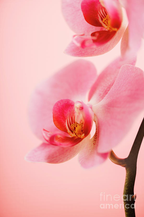 Pink Orchid Closeup Photograph by Jelena Jovanovic