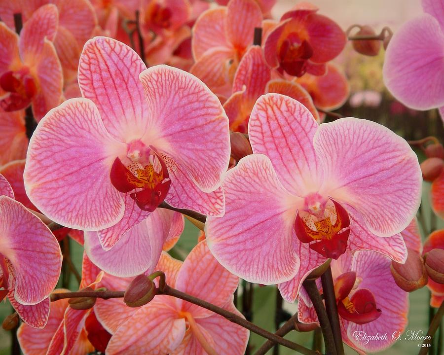 Pink Orchid, Coral Topaz Photograph by Elizabeth Moore