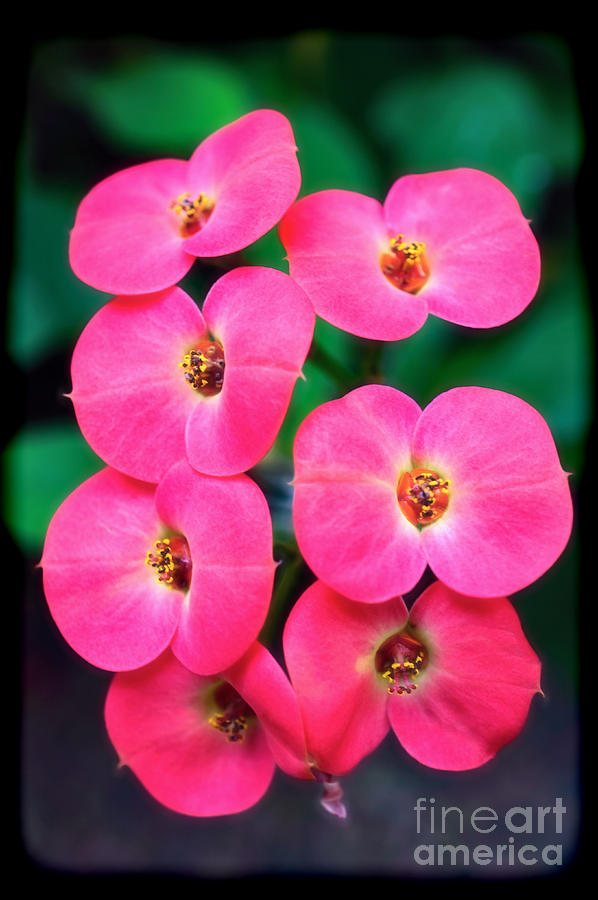 Orchid Photograph - Pink Orchid Crown of Thorns by Sue Melvin