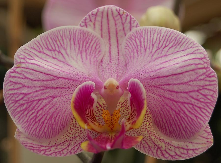 Pink Orchid Dendrobium Phalenopsis Photograph by Dale R Preston - Fine ...