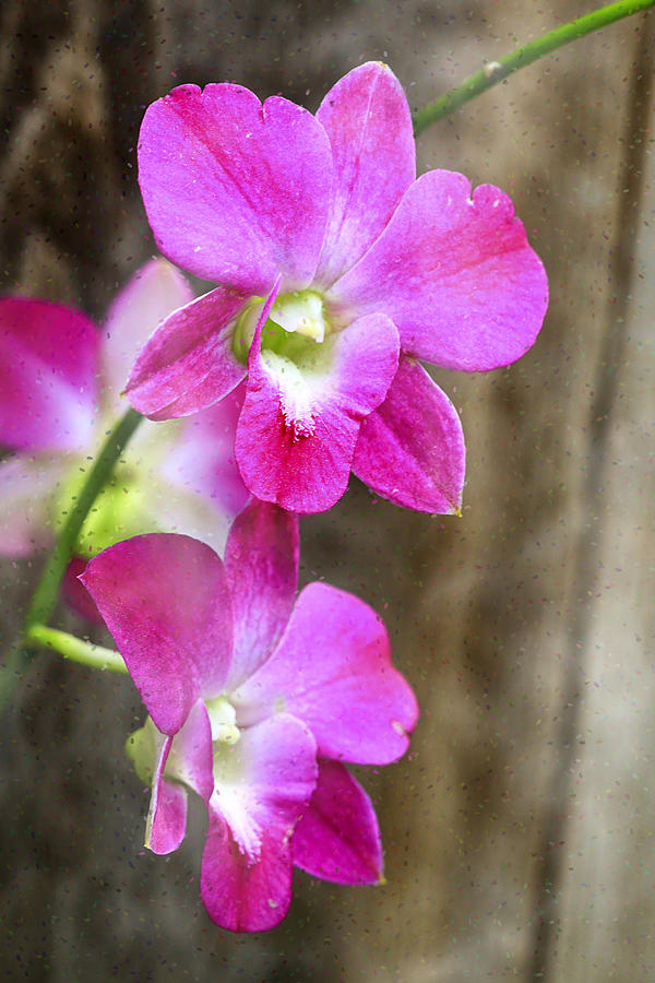 Flower Photograph - Pink Orchid Duo by Deborah Benoit