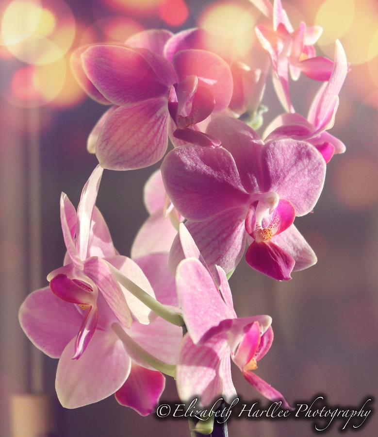 Pink Orchid Photograph by Elizabeth Harllee