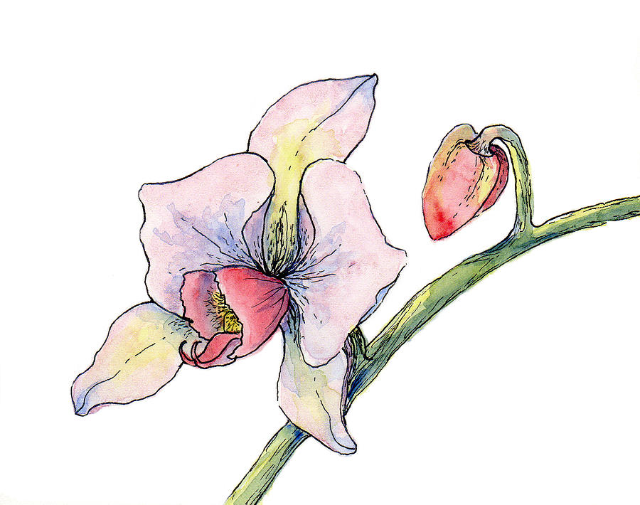Botanical Painting - Pink Orchid by Elizabeth Oertel Botanical Painting - Pink Orchid by Elizabeth Oertel