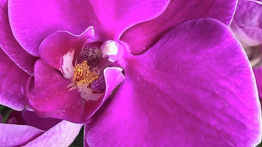 Pink Orchid Explosion Photograph by Bruce Bley