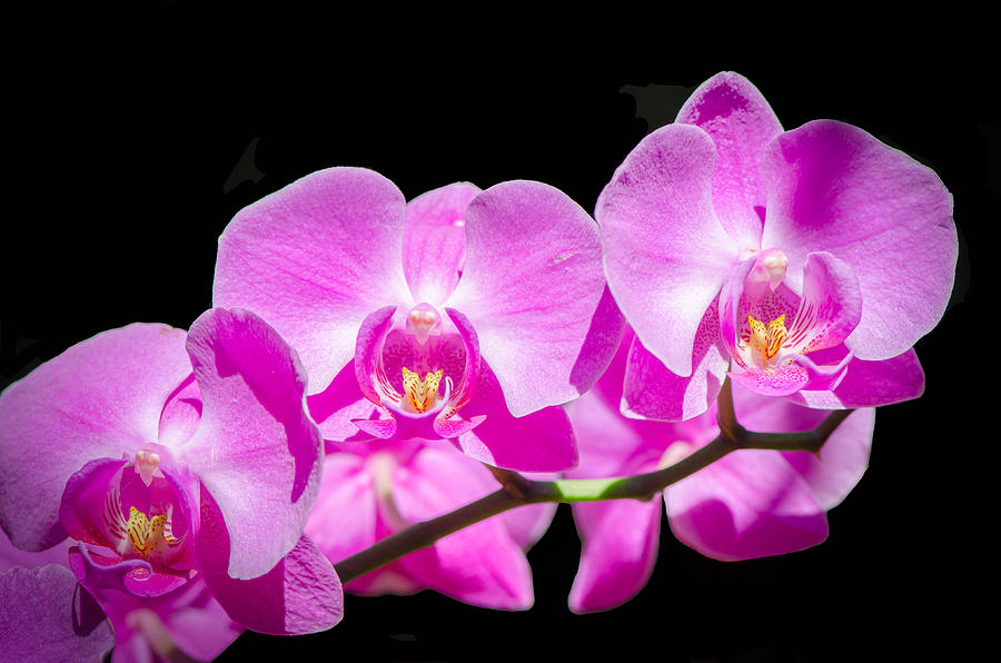 Pink Orchid Flora Photograph by Bruce Pritchett