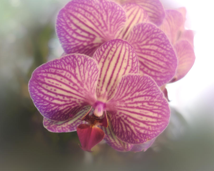 Pink Orchid - flowers- photograph Photograph by Ann Powell