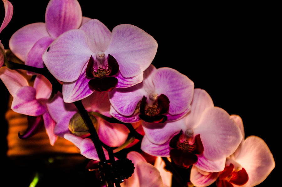 Orchid Photograph - Pink orchid  by Gerald Kloss