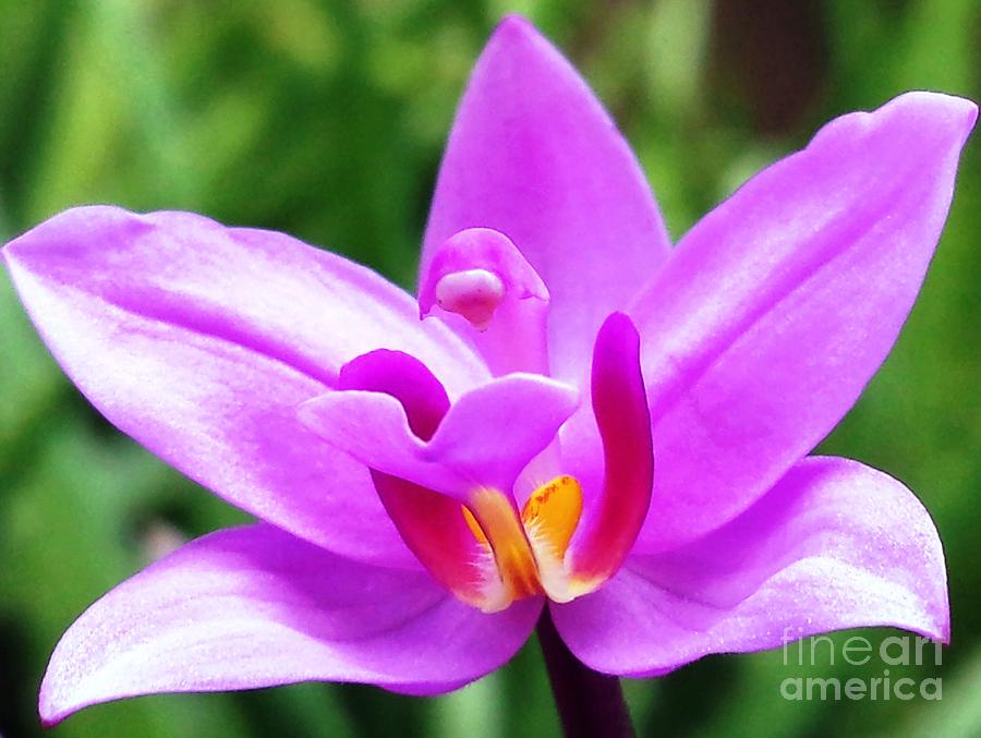 Pink Orchid Photograph by Imelda Sausal-Villarmino